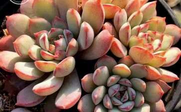 多肉植物冬季怎么养护的6个技巧