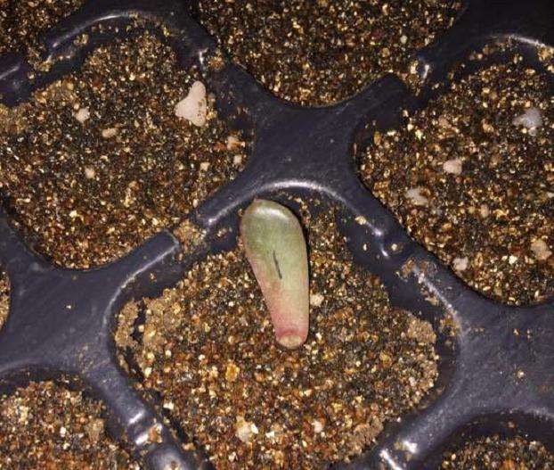 冬季多肉叶插多久会生根发芽