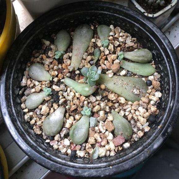 我家的冬天多肉叶插都还没发芽