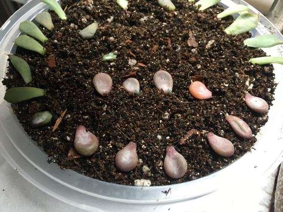 我家的冬天多肉叶插都还没发芽