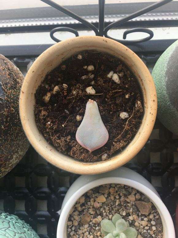 我家的冬天多肉叶插都还没发芽