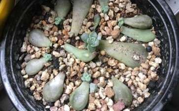 我家的冬天多肉叶插都还没发芽 图片