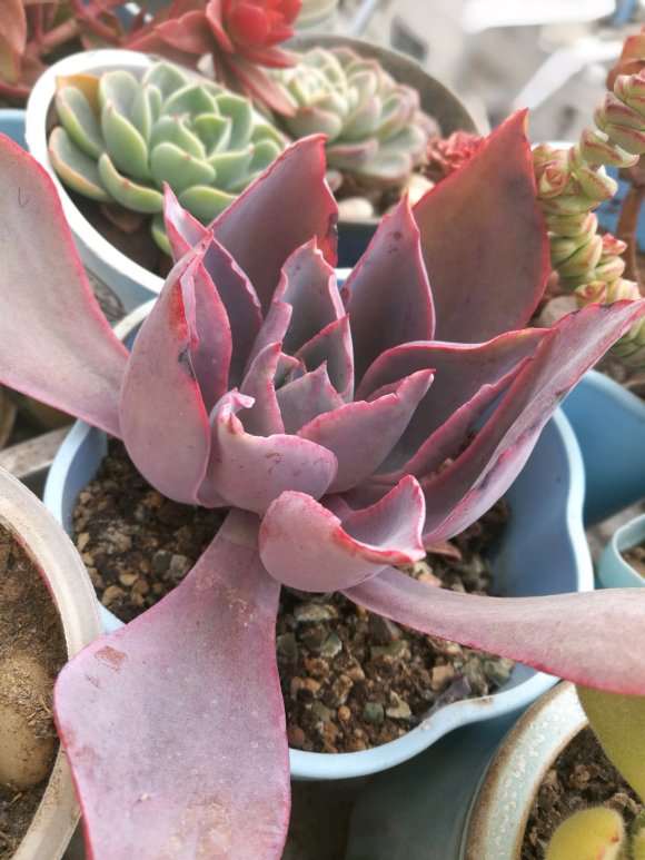 冬天有哪些多肉不抗冻 谁知道