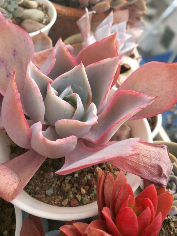 冬天有哪些多肉不抗冻 谁知道