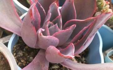 冬天有哪些多肉不抗冻 谁知道