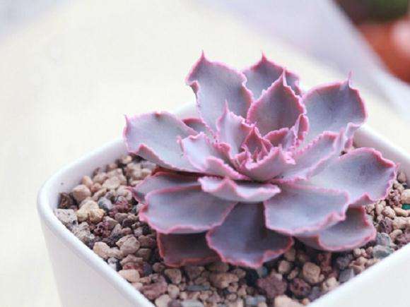 冬季要不要给多肉断水呢