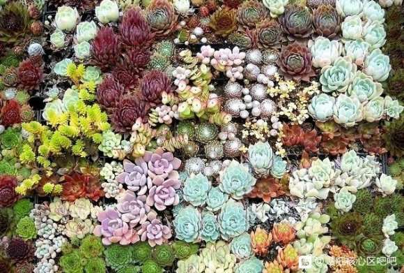 多肉植物在冬季该怎么养