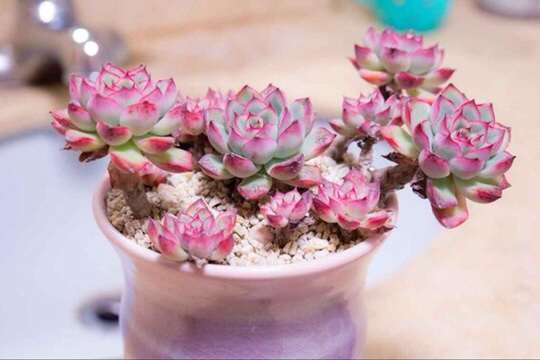 多肉植物在冬季该怎么养