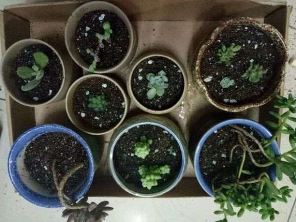 冬季寒假怎么安置我的多肉植物
