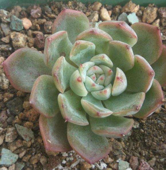 请问这是什么多肉品种