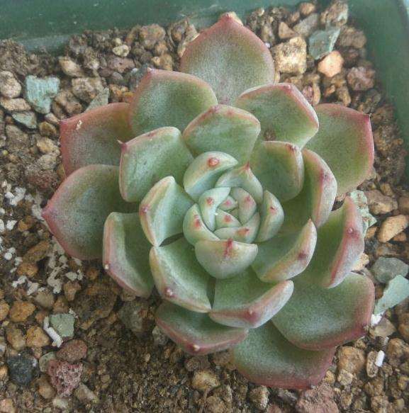 请问这是什么多肉品种