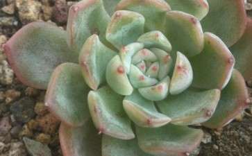 请问这是什么多肉品种 图片