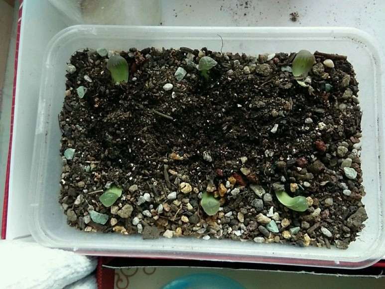 玉露多肉叶插这样可以吗