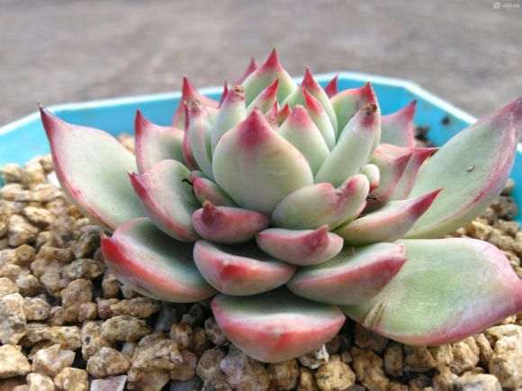 多肉新叶子都比边上的老叶子长