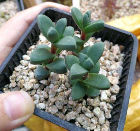 鹿角海棠多肉是不是也会爆侧芽