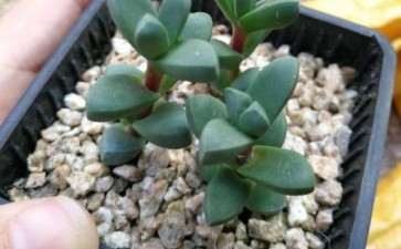 鹿角海棠多肉是不是也会爆侧芽 图片