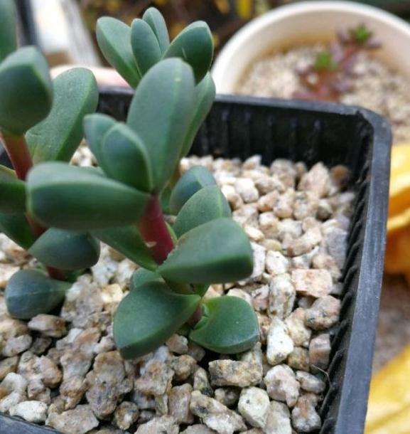 多肉叶插的小苗还很小