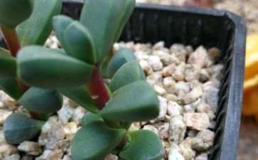 多肉叶插的小苗还很小 怎么办