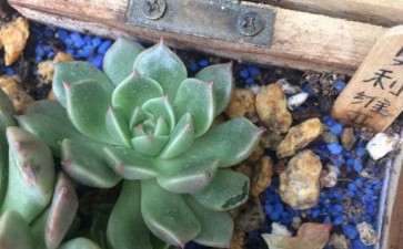 山东冬季零下1度 多肉怎么办