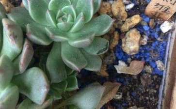 多肉叶片被咬了几口 怎么办 图片