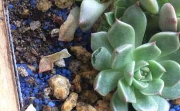 河北十月多肉露养可以么 图片