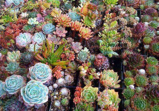 四川冬天 室内没有暖气 多肉怎么养护