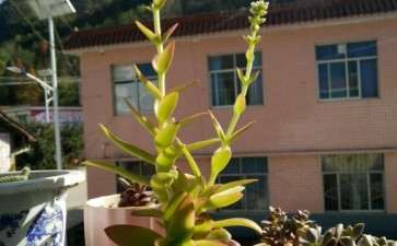 多肉植物可以吗浇水算浇透 图片