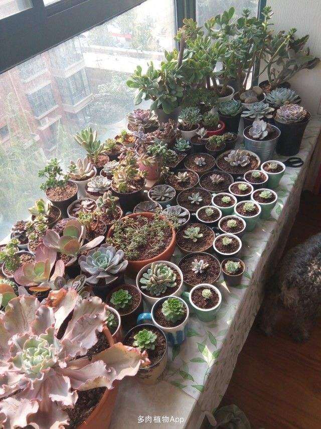 高层飘窗怎么养多肉植物