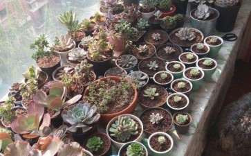 高层飘窗怎么养多肉植物 图片