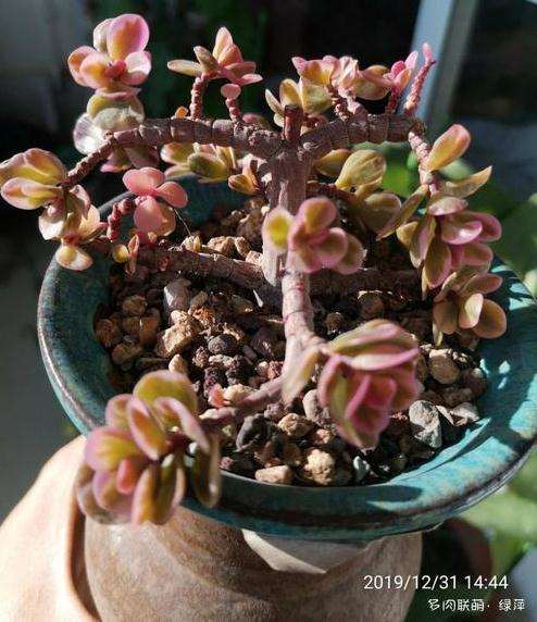 多肉叶插出芽了 需要埋土里吗