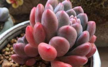 济南冬天冷 是不是把楼顶的多肉搬进来