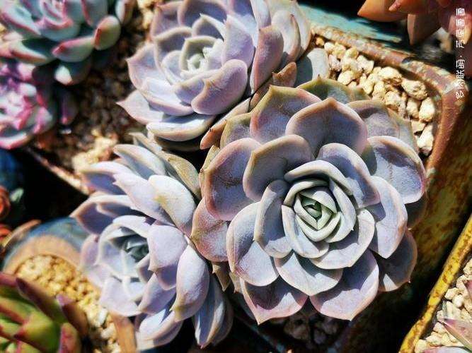 多肉入盆有要注意的嘛