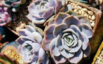 多肉入盆有要注意的嘛 图片