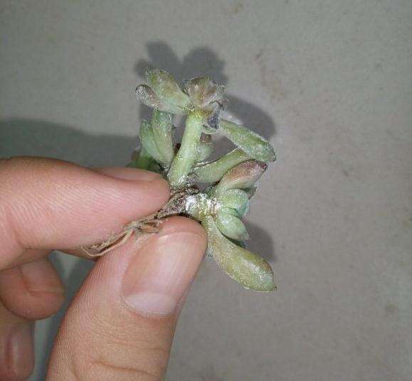 多肉没服盆 叶子化水了 怎么办