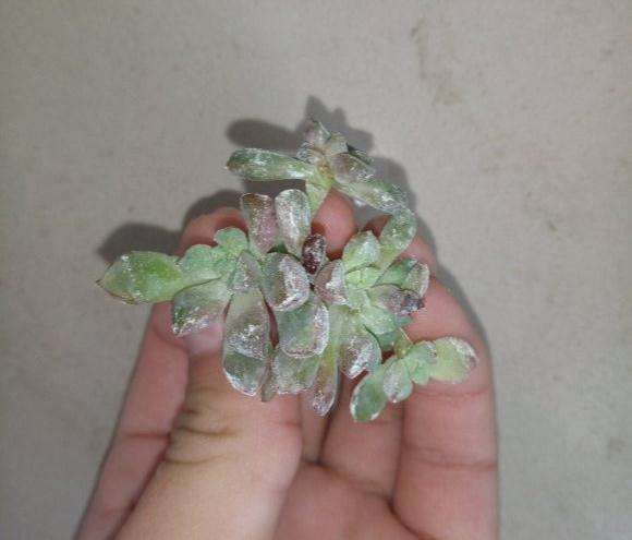 多肉没服盆 叶子化水了 怎么办