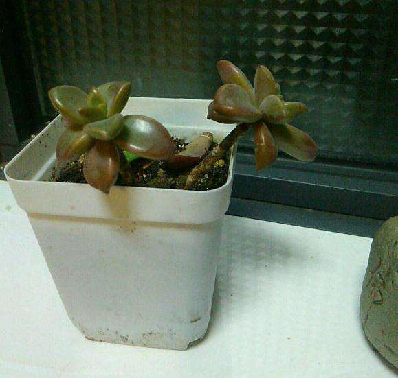 多肉介壳虫怎么预防的方法