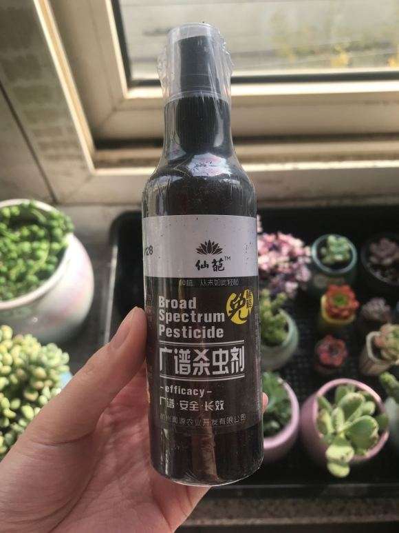 多肉介壳虫怎么预防的方法