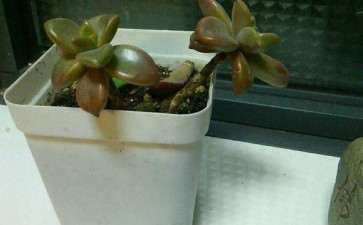 多肉介壳虫怎么预防的方法 图片