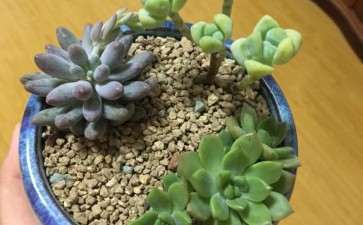 婴儿手指多肉是缺水 还是没服盆 图片