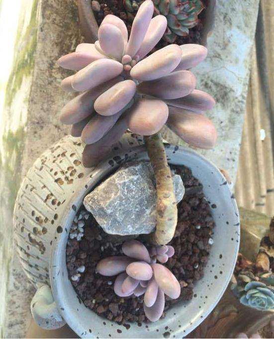 为什么桃蛋多肉叶子越来越大