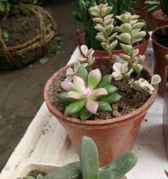 我图片上是什么多肉植物