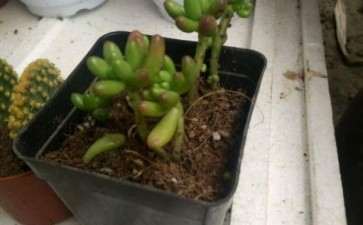 请问 我图片上是什么多肉植物