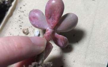 多肉叶子一碰就掉了 怎么办 图片