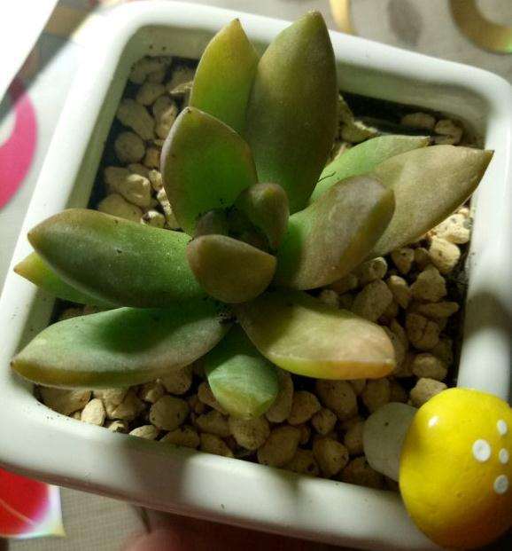 多肉砍头总是不长根