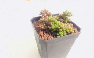 红色浆果多肉多久浇一次水