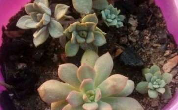 三月多肉叶插 缺水叶子就皱 怎么办