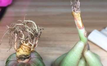 多肉上盆好几天了 还没浇水 怎么办