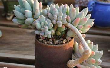 美人多肉叶片都很干瘪发皱 怎么办