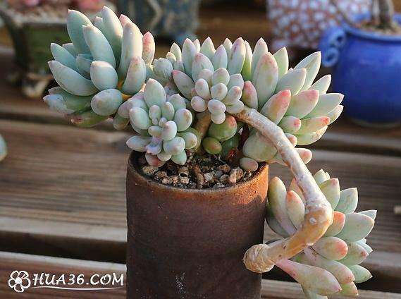 美人多肉叶片都很干瘪发皱