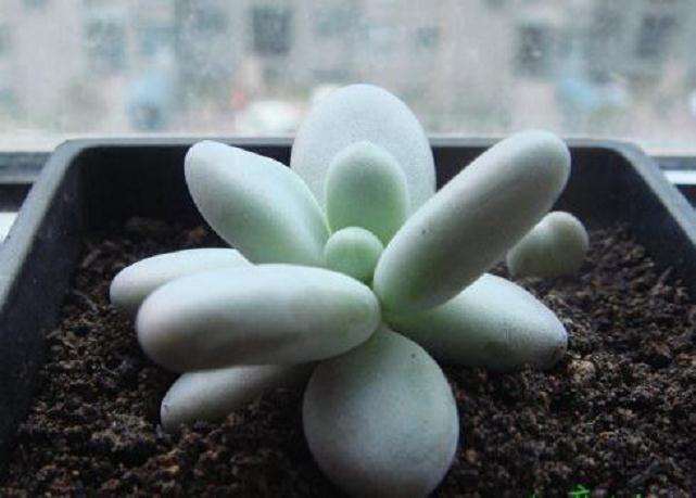 美人多肉叶片都很干瘪发皱